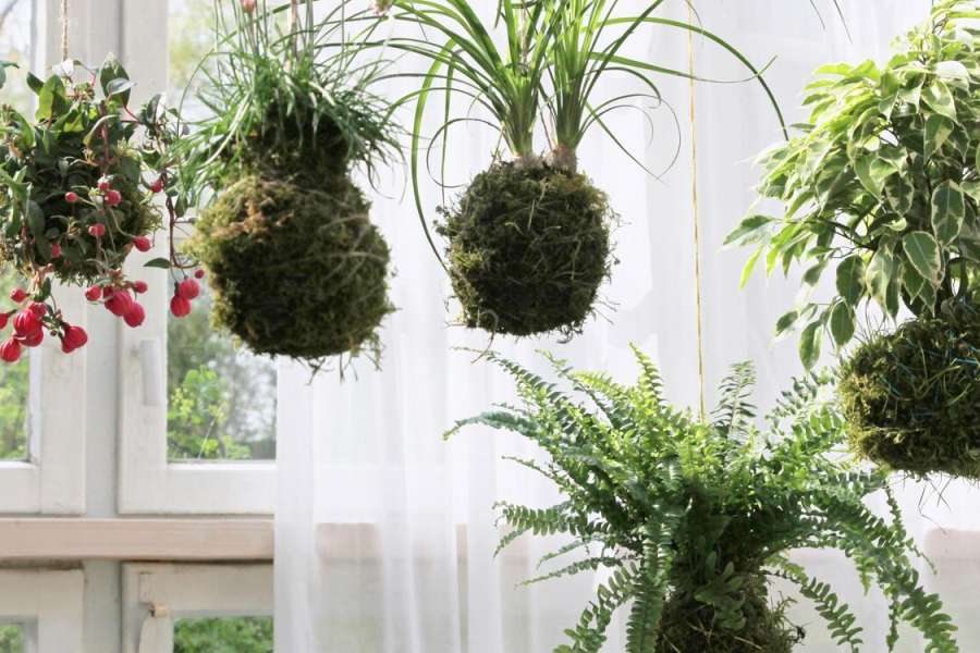 kideaz copyright event bibliotheques mediatheques de metz  kokedama o tsukuru fabriquer un kokedama