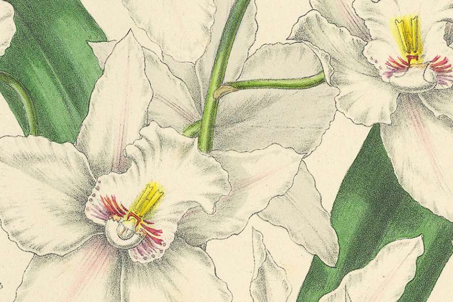 kideaz copyright event bibliotheque nationale du luxembourg  pescatorea dgeschicht vun enger bedeitender orchideesammlung