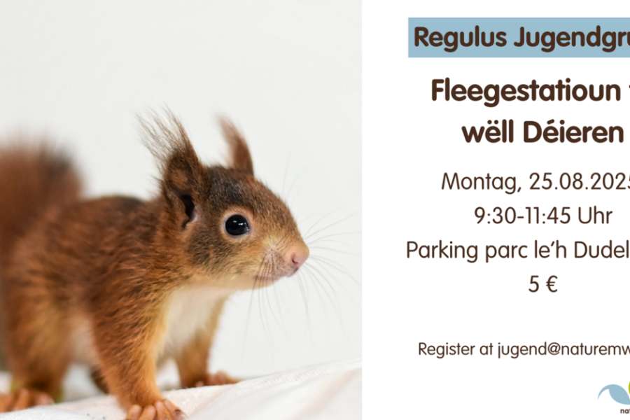 kideaz copyright event  station de soins pour animaux sauvages