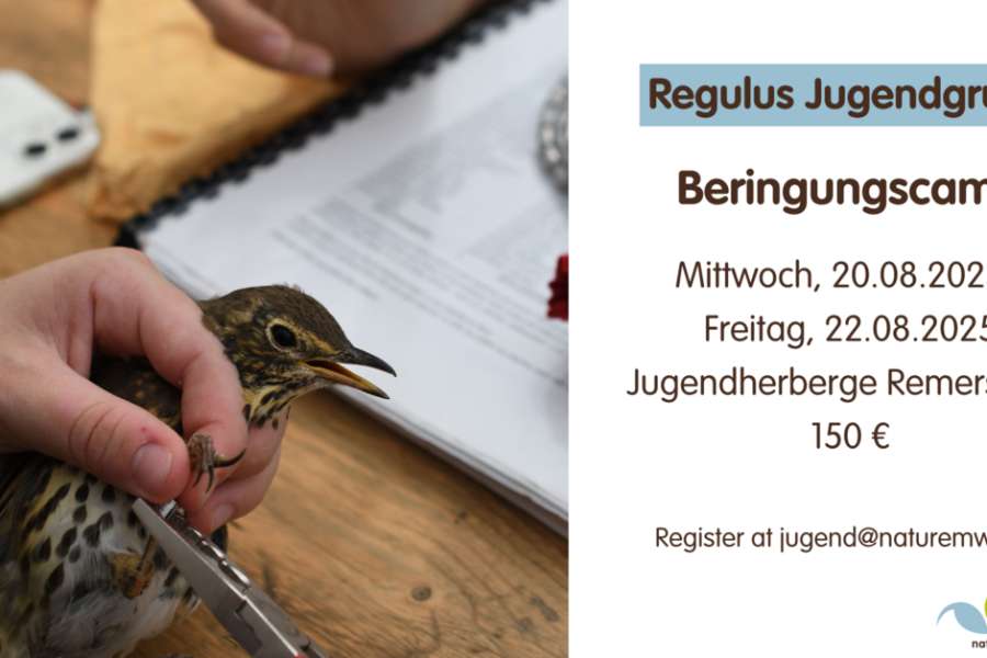 kideaz copyright event auberge de jeunesse remerschen schengen  camp de baguage
