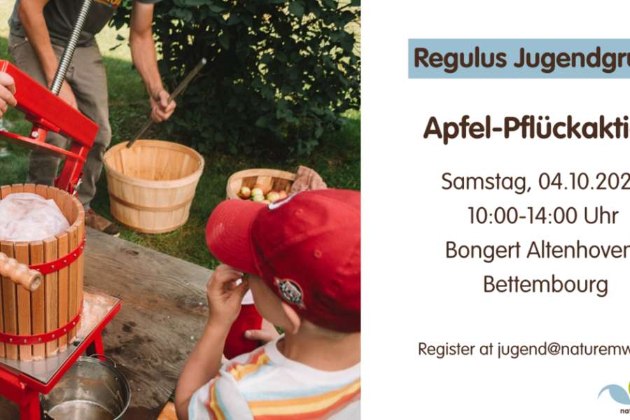 kideaz copyright event  action de cueillette de pommes