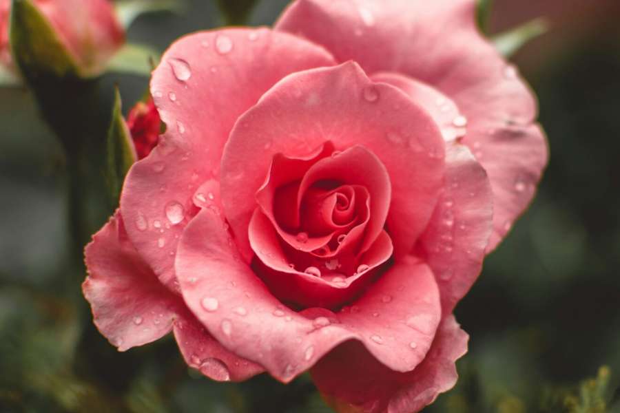 kideaz copyright event  david austin roses past present future