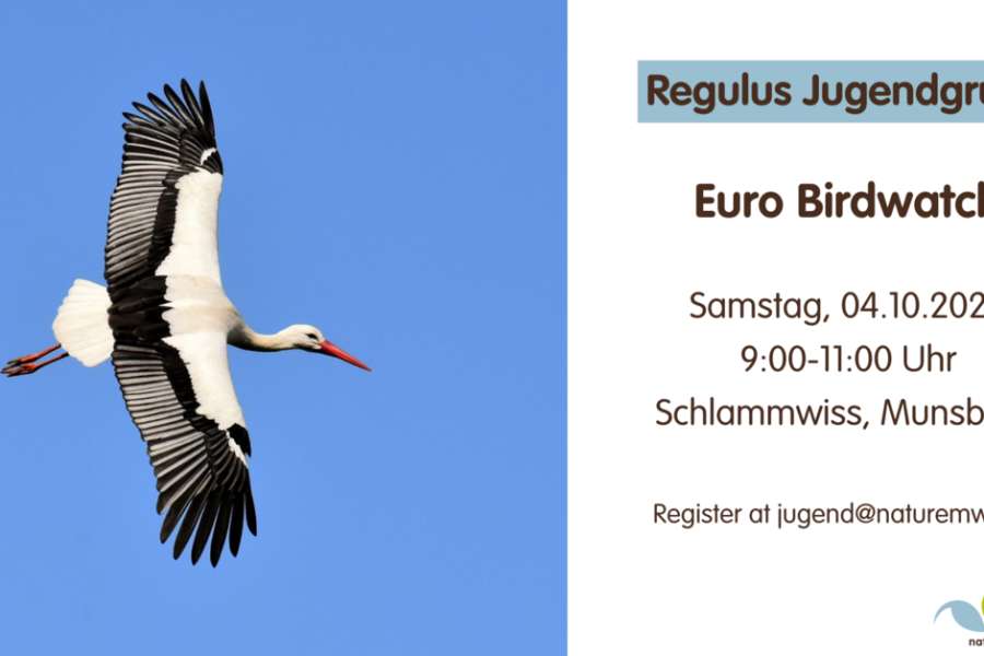 kideaz copyright event  euro birdwatch