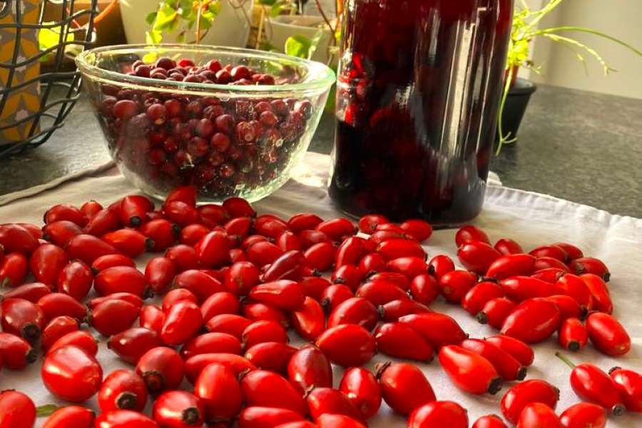 kideaz copyright event  hecke frucht wurzelkraft