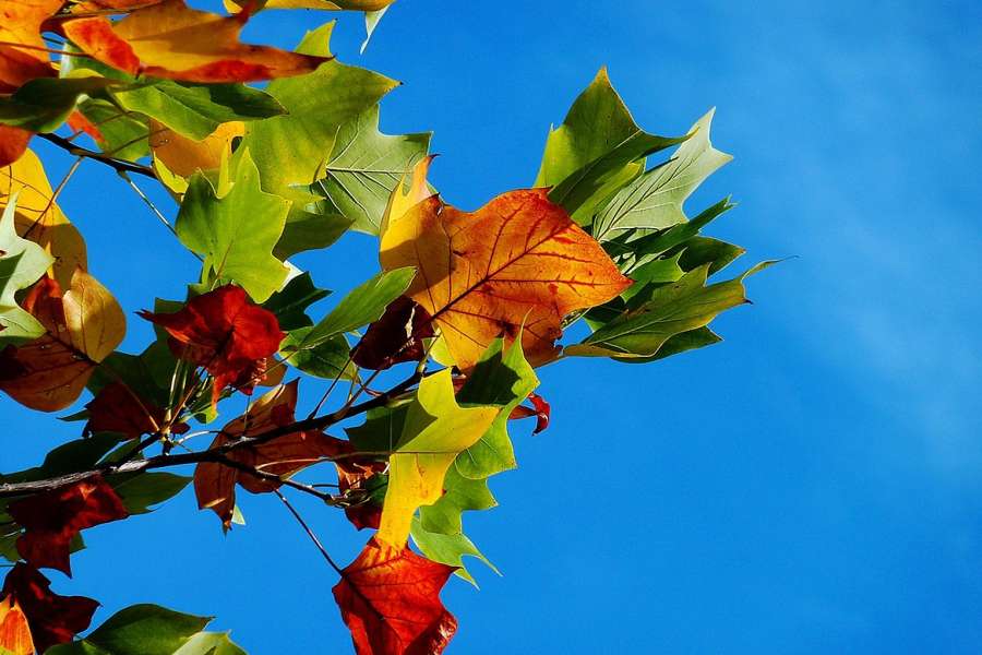 kideaz copyright event atelier creatour  spuren des herbstes