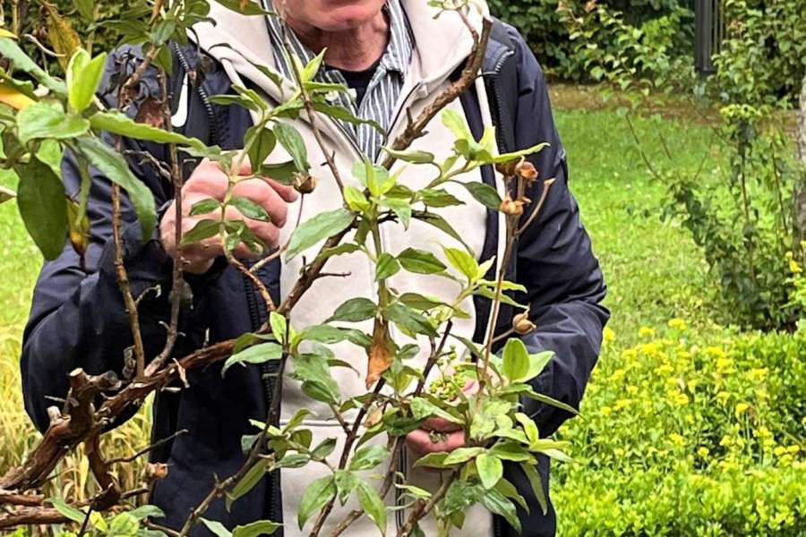 kideaz copyright event nationalmusee um feschmaart  archophytes et paysages luxembourgeois