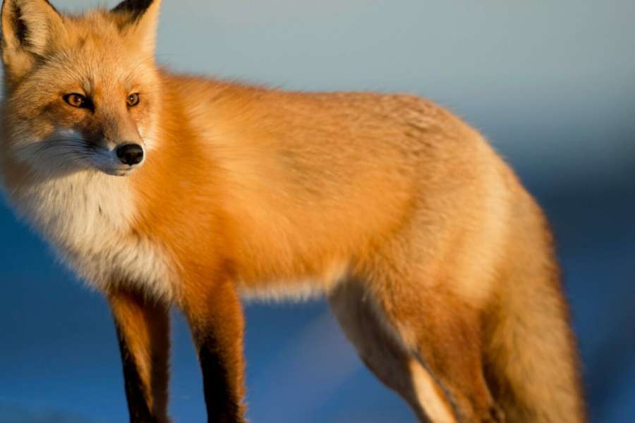 kideaz copyright event  die walddetektive