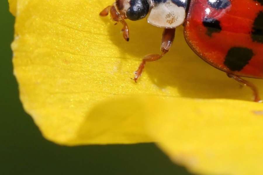 kideaz copyright event  die walddetektive