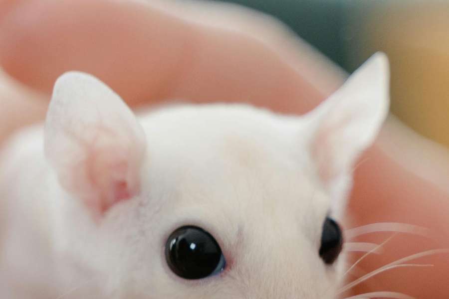 kideaz copyright event  tuffi junior atelier 4 6 1