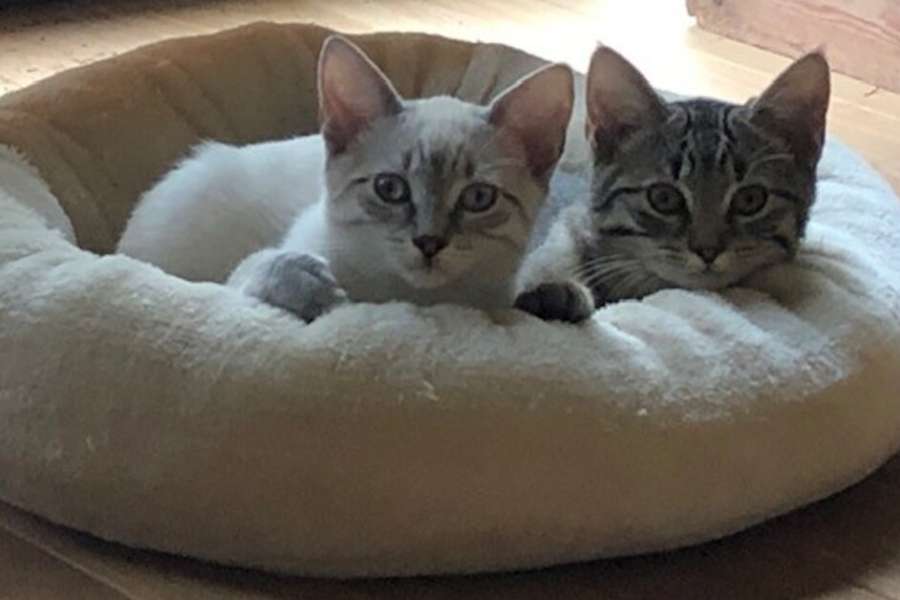 kideaz copyright event  tuffi pro atelier 6 10 1