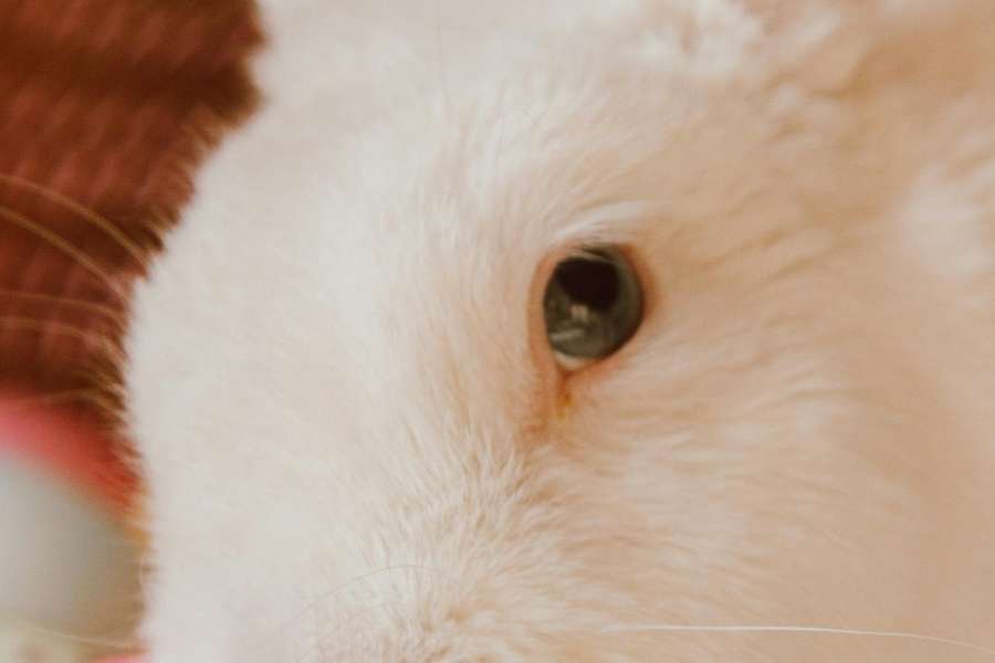 kideaz copyright event  tuffi pro atelier 6 10