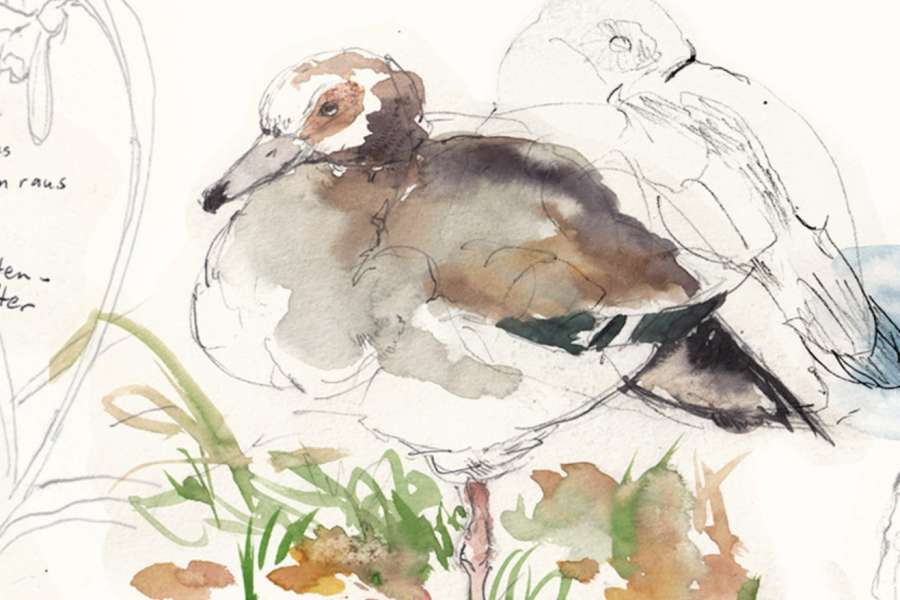 kideaz copyright event mnhn musee national dhistoire naturelle  field sketching mit vivi v l