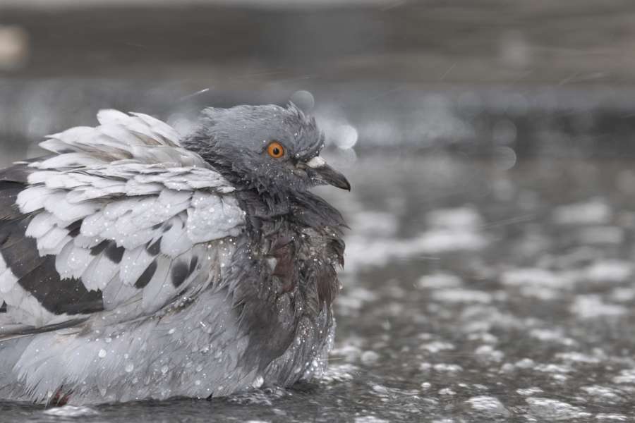 kideaz copyright event mnhn musee national dhistoire naturelle  pigeons de rue sous lobjectif