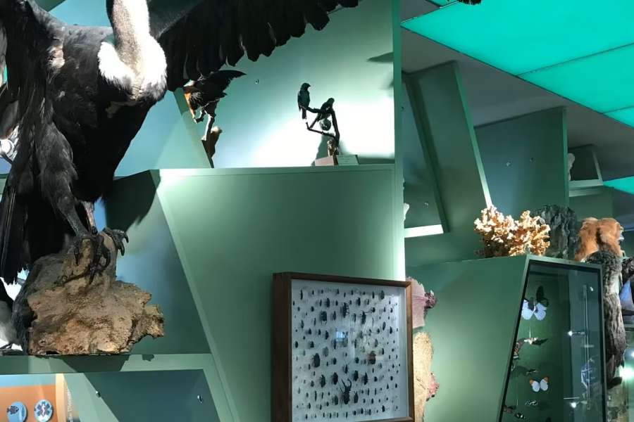 kideaz copyright event mnhn musee national dhistoire naturelle  visites guides de lexposition permanente