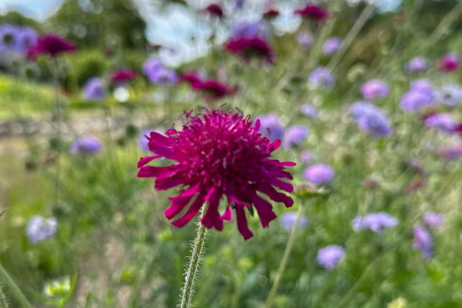 kideaz copyright event  wildkruter apero