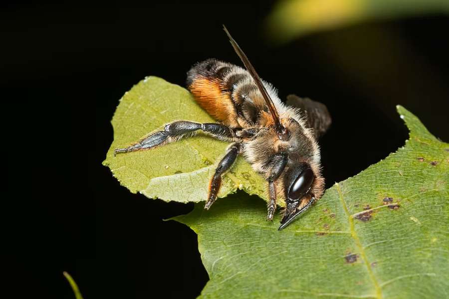 kideaz copyright event mnhn musee national dhistoire naturelle  bees in the spotlight