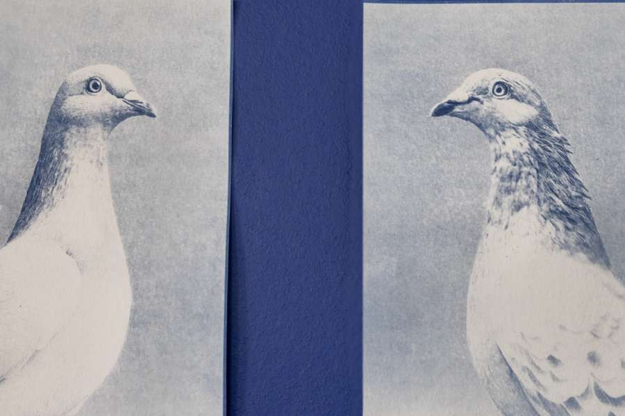 kideaz copyright event mnhn musee national dhistoire naturelle  cyanopigeons