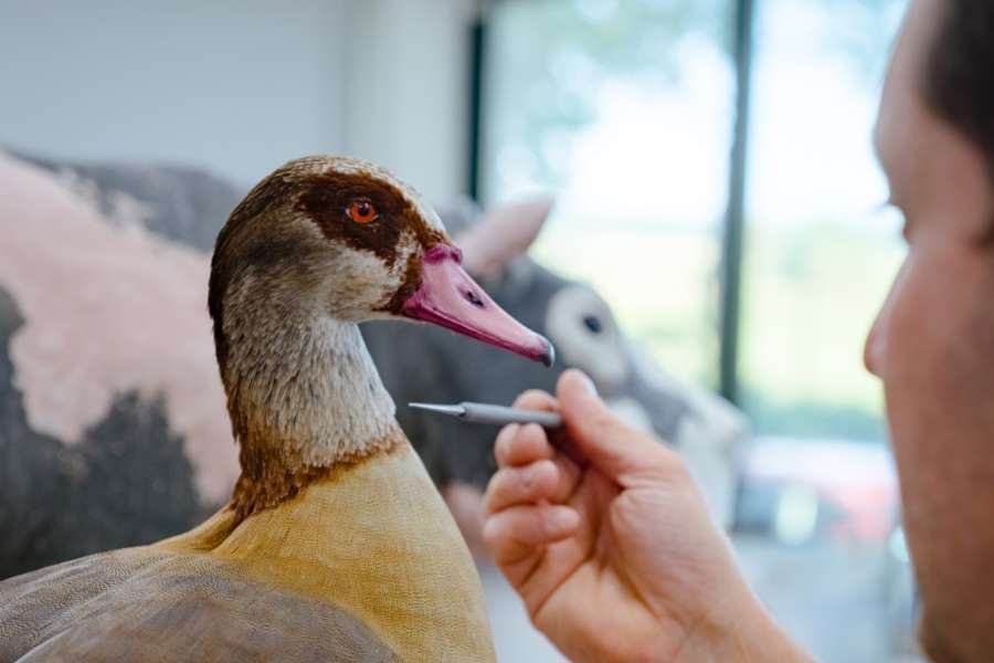 kideaz copyright event mnhn musee national dhistoire naturelle  the art of taxidermy
