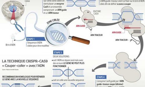 kideaz bebes genetiquement modifies technique  Crispr Cas9