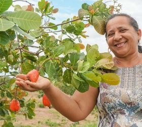 kideaz copyright fairtrade noix de cajoux cashew