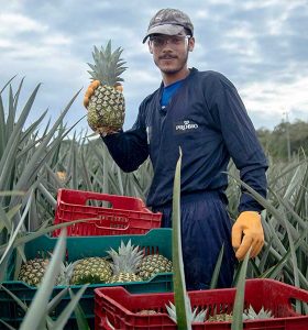 kideaz copyright fairtrade probio ananas