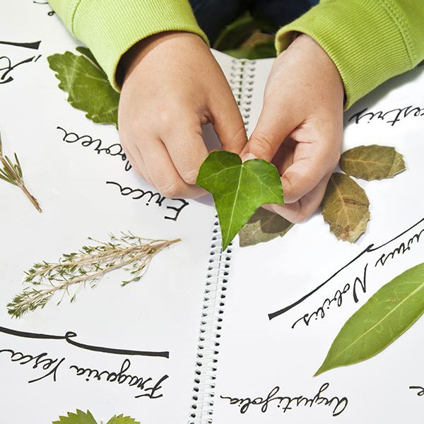 kideaz enfant herbier herbarium plantes feuilles collage